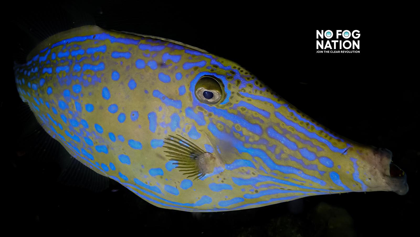 Scrawled filefish with vivid blue markings against dark water